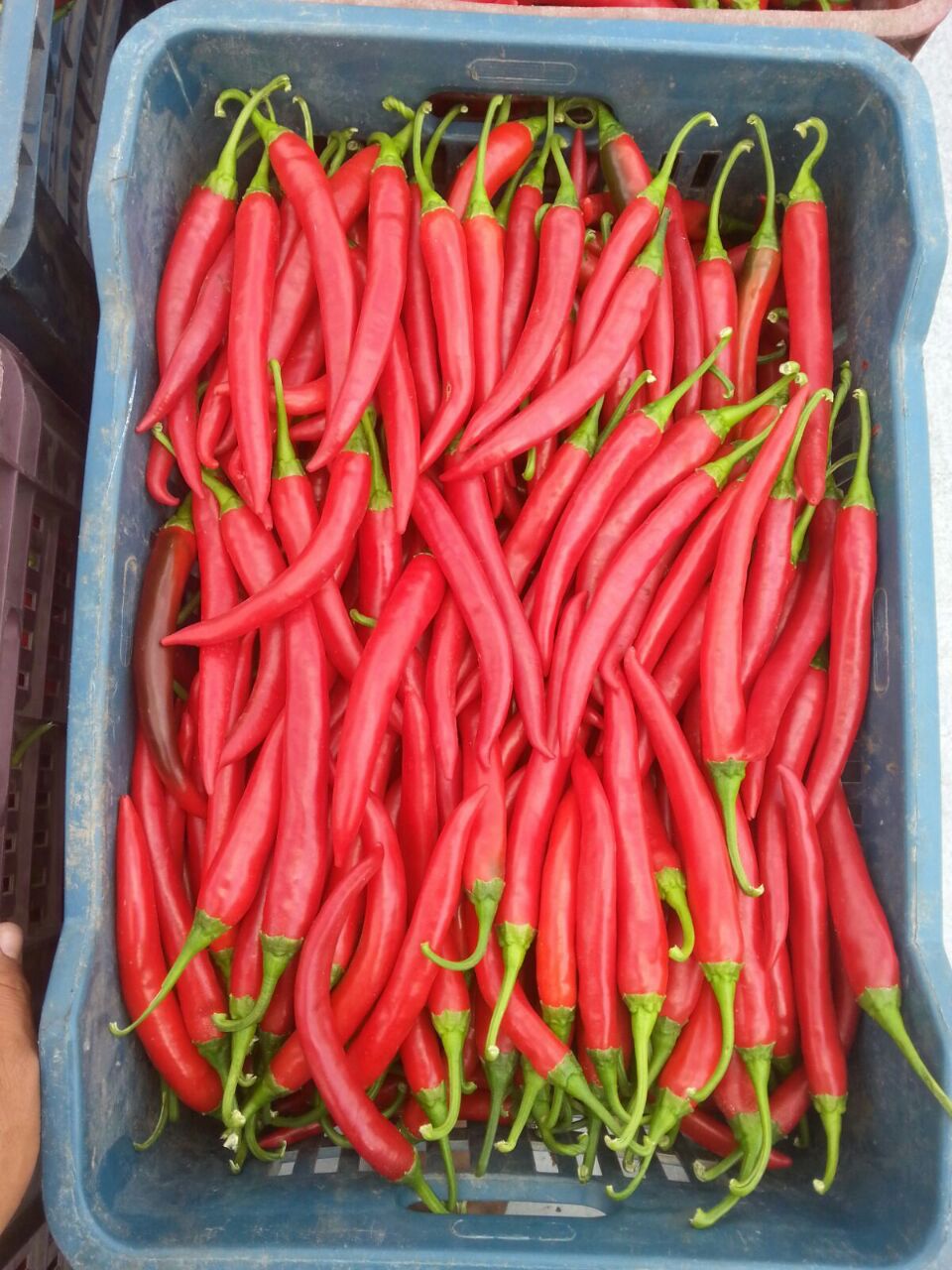Harvested Egyptian produce packed for export